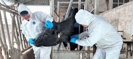 FAO report highlights long-term economic case for tackling antimicrobial resistance in livestock